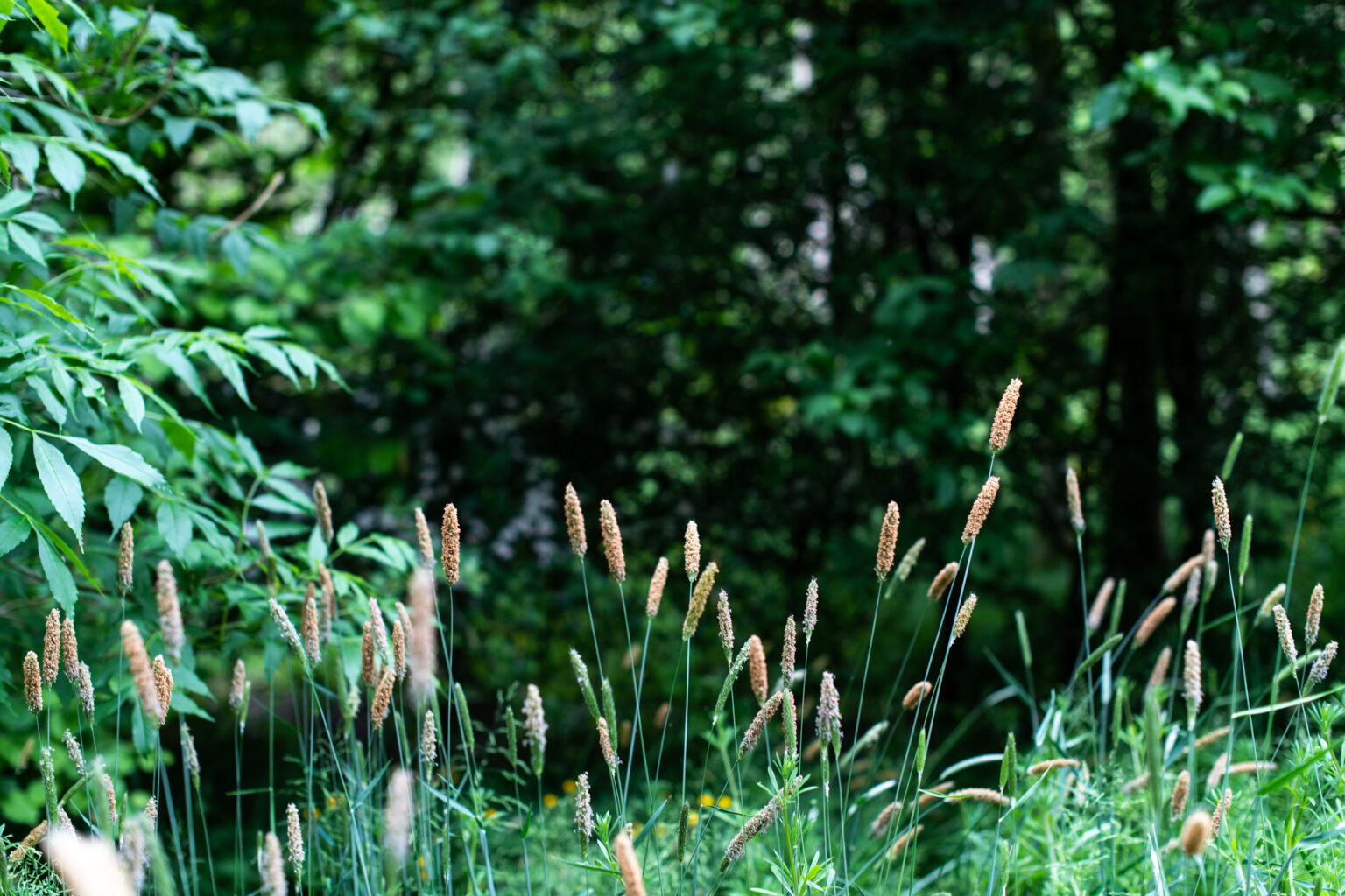 Trawden Forest Glamping – The perfect Glamping site. Located in Trawden ...